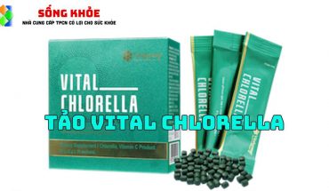 Tảo vital chlorella